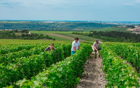 Domaine Sorin Coquard
